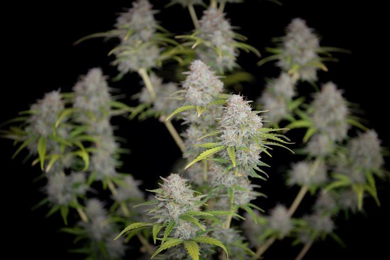 Orange Sherbet Auto, Фасовка: 1, изображение 5